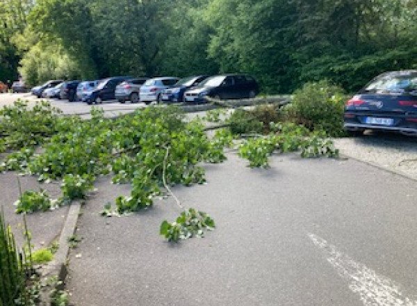Chute d'un peuplier Parking de la maison pluridisciplinaire de santé