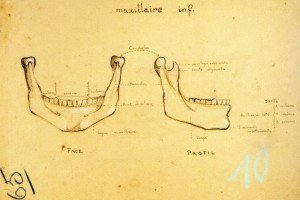 Dessin d'une mâchoire