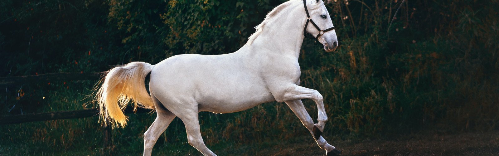 Foire aux chevaux