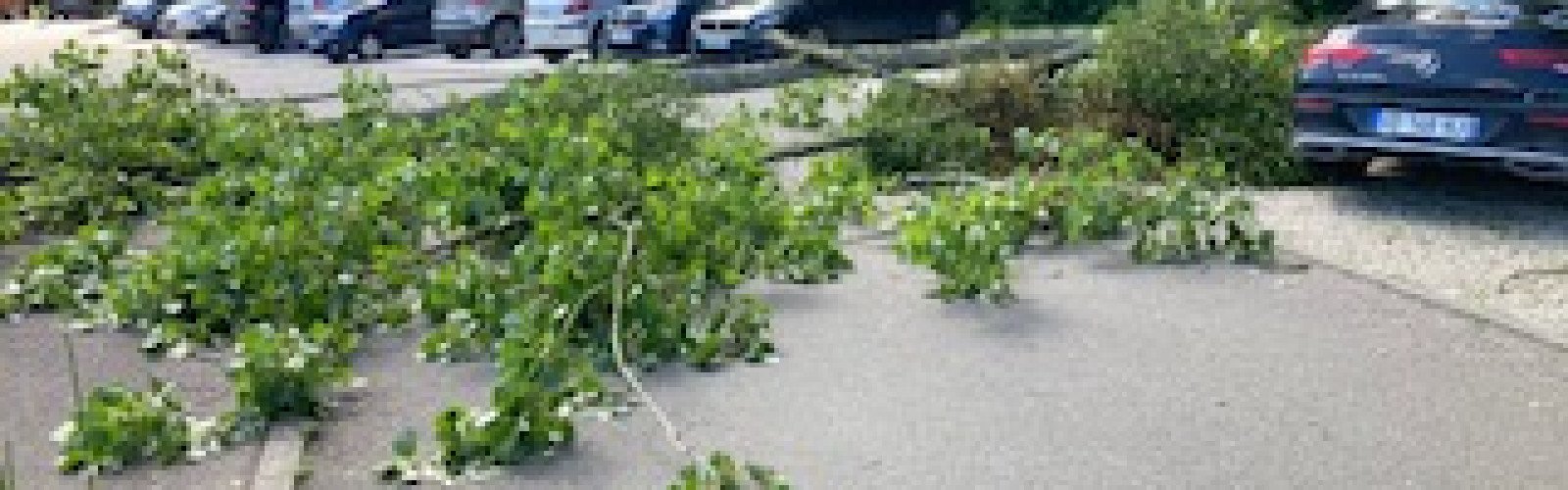 Chute d'un peuplier Parking de la maison pluridisciplinaire de santé