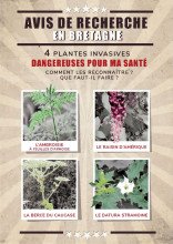 Baccharis