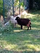 moutons